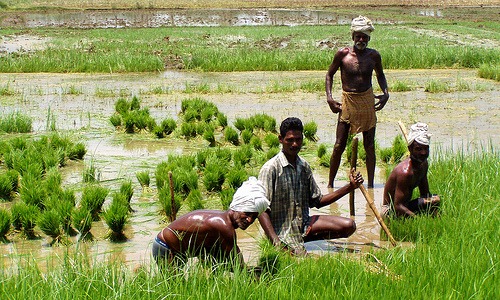 INDIA_Rice_cultivation_2