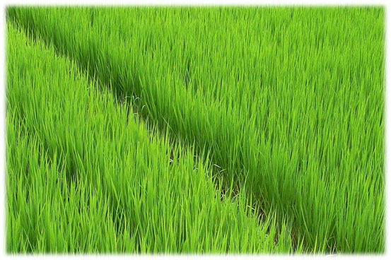 rice-field